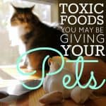 Toxic foods you may be giving your pets