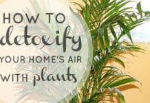 Detoxify Your Home's Air With Plants