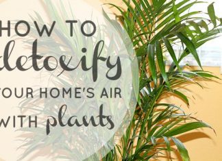 Detoxify Your Home's Air With Plants