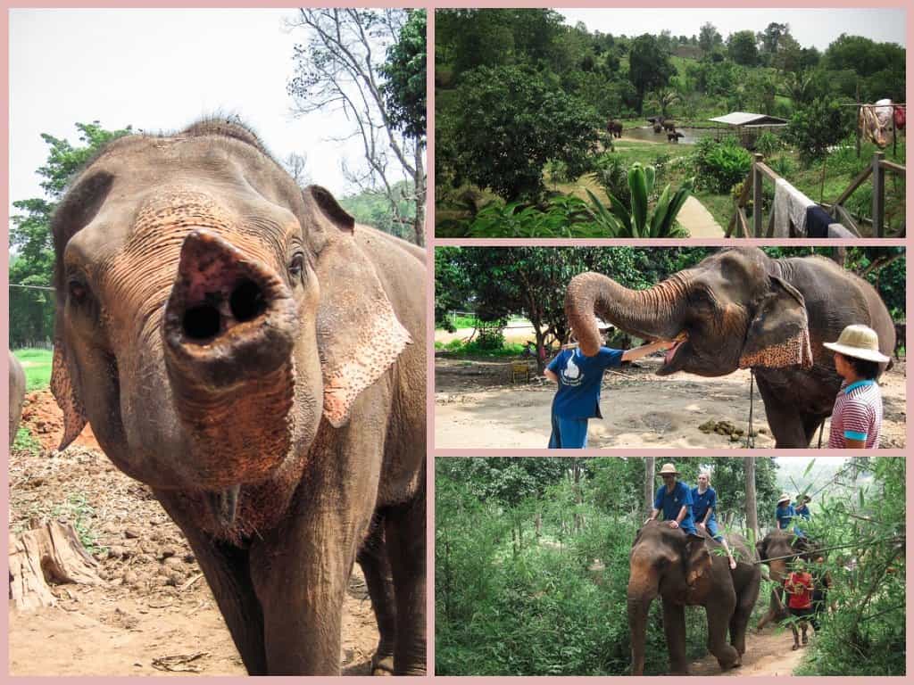 Baan Chang Elephant Park In Chiang Mai, Thailand