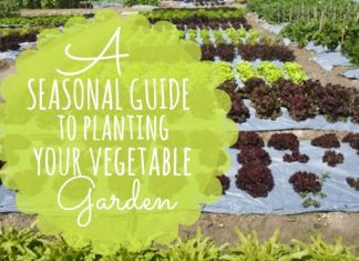 Seasonal Guide To Planting Your Vegetable Garden