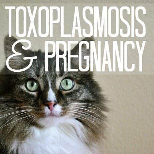 Toxoplasmosis And Pregnancy