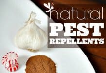 Natural Pest Repellents