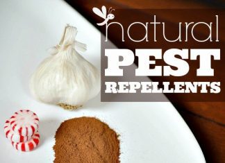 Natural Pest Repellents