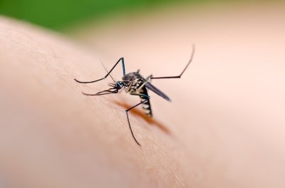 How To Avoid Mosquito Bites Naturally