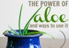 The Power Of Aloe