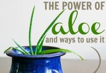 The Power of Aloe: surprising ways to use it The Power Of Aloe