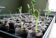 Grow Greener! 3 Garden Ideas From Repurposed Household Items Grow Greener! 3 Garden Ideas From Repurposed Household Items