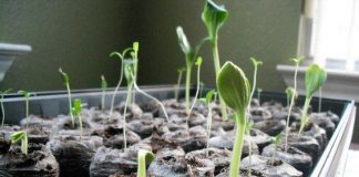 Grow Greener! 3 Garden Ideas From Repurposed Household Items