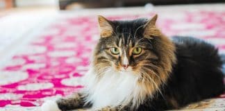How To Remove Pet Stains Naturally And Effectively