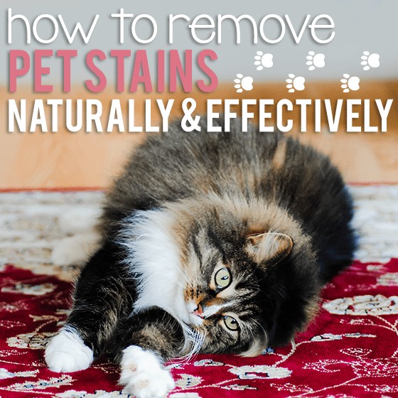 How To Remove Pet Stains Naturally And Effectively 1 Daily Mom, Magazine For Families