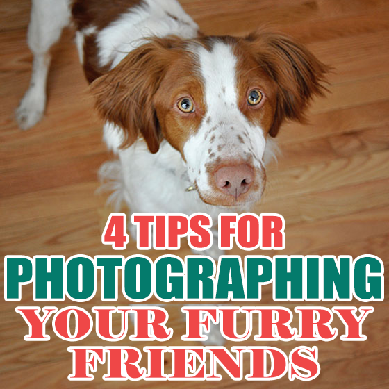 4 Tips For Photographing Your Furry Friends