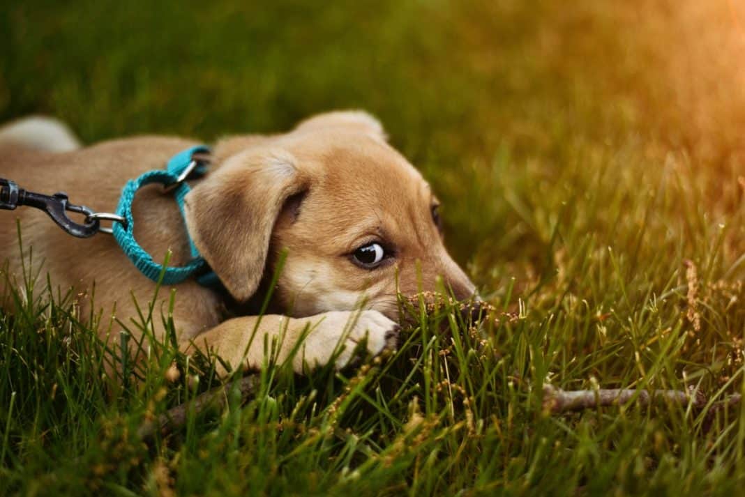 4 Tips For Photographing Your Furry Friends 4 Tips For Photographing Your Furry Friends