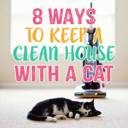 8 Ways To Keep A Clean House With A Cat » Read Now!