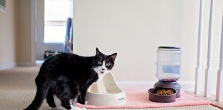 8 Ways To Keep A Clean House With A Cat