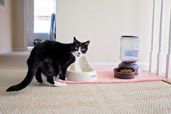 8 Ways To Keep A Clean House With A Cat