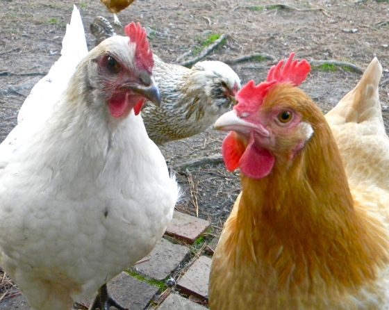 5 Benefits Of Raising Backyard Chickens 3 Daily Mom, Magazine For Families