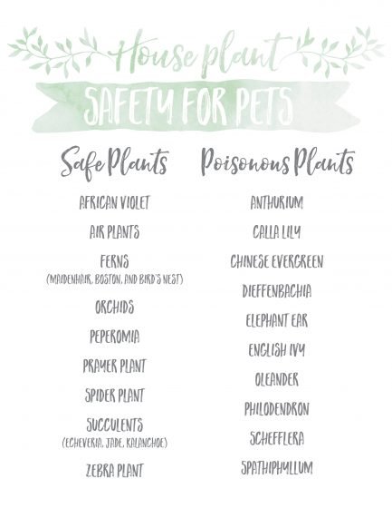 Houseplant Safety For Pets » Read Now!