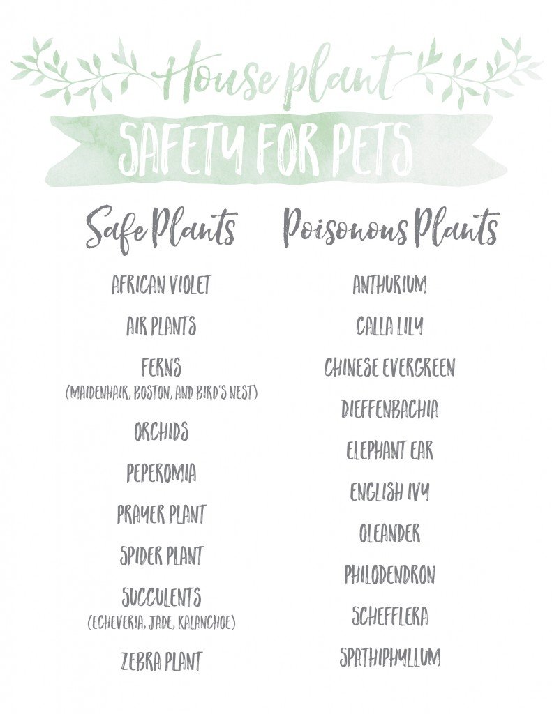 Houseplant Safety For Pets 3 Daily Mom, Magazine For Families