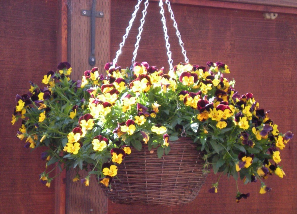 The Best Flowers For Spring Gardens » Read Now!