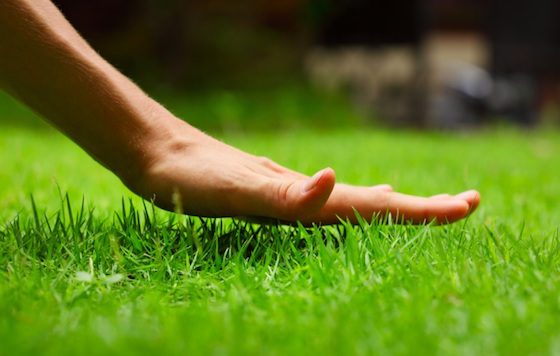 6 Musts For Achieving A Beautiful Lawn 3 Daily Mom, Magazine For Families