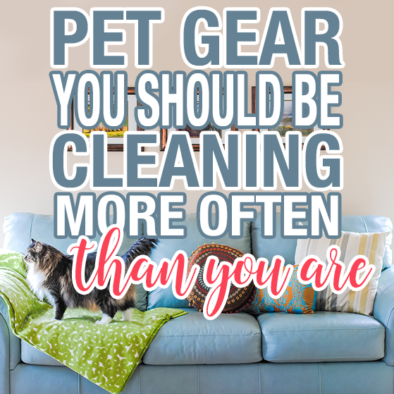 Pet Gear You Should Be Cleaning More Often Than You Are 1 Daily Mom, Magazine For Families