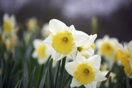 Best Bulbs For Fall Planting 4 Daily Mom, Magazine For Families