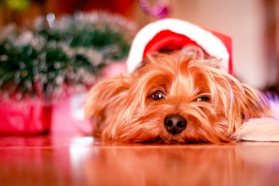 Why Pets Make Bad Gifts 2 Daily Mom, Magazine For Families