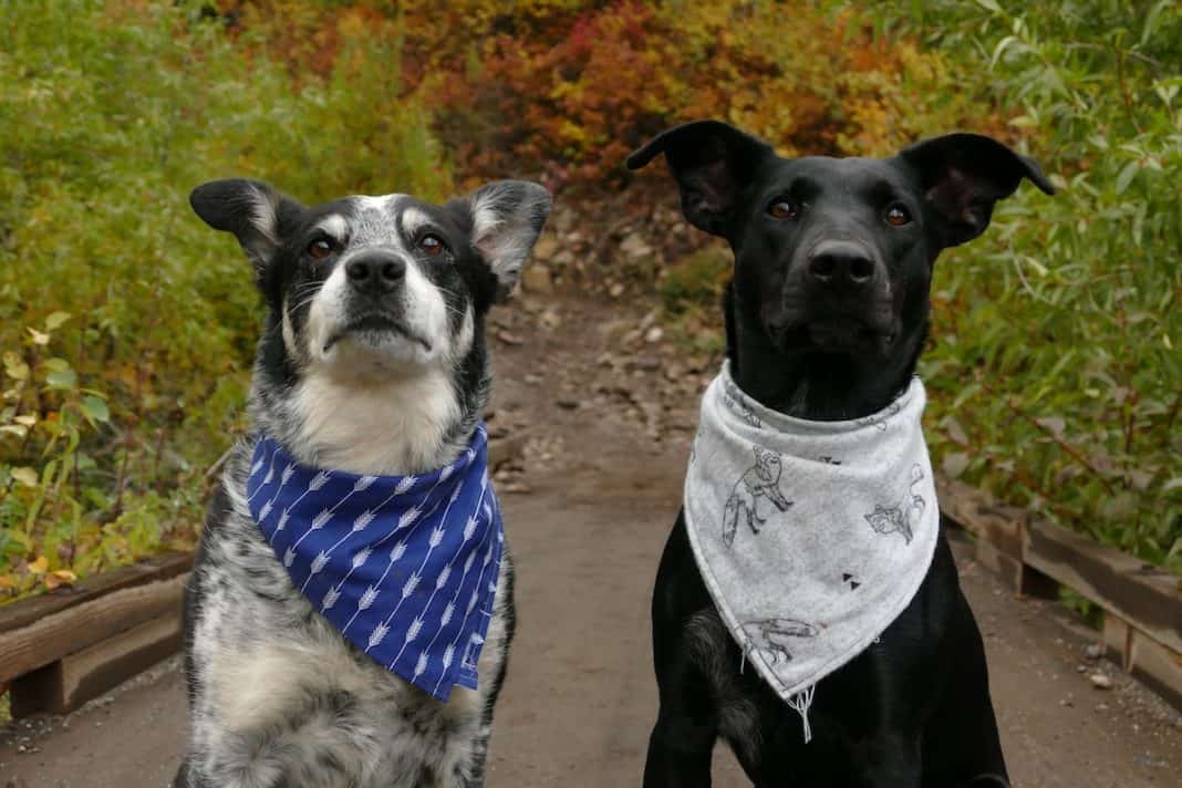 What’s Really Going On In Your Dog’s Head?