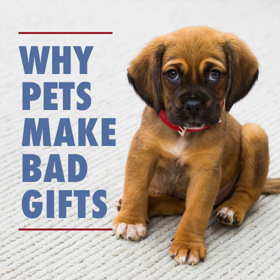 Why Pets Make Bad Gifts 8 Daily Mom, Magazine For Families