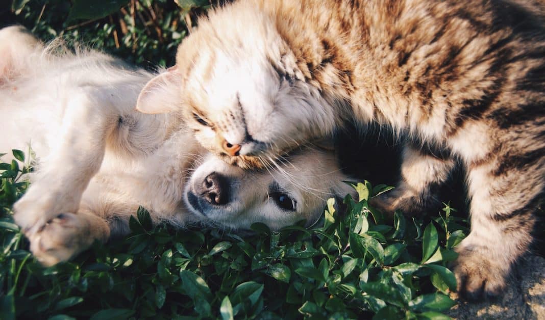 6 Tips For Keeping Your Pet Happy, Healthy And Safe In The New Year