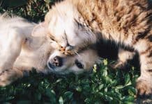 6 tips for keeping your pet happy, healthy and safe in the New Year 6 Tips For Keeping Your Pet Happy, Healthy And Safe In The New Year