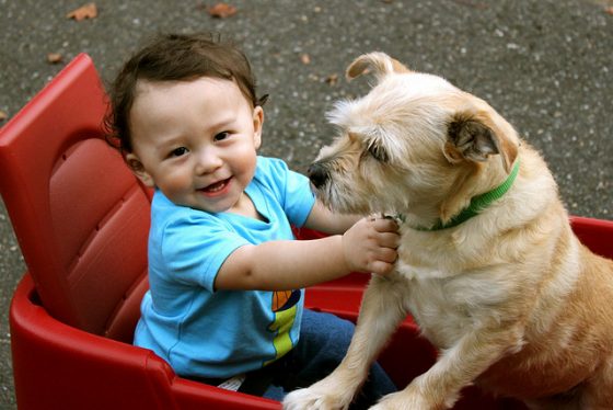 9 Activities To Enjoy With Your Baby And Dog 7 Daily Mom, Magazine For Families