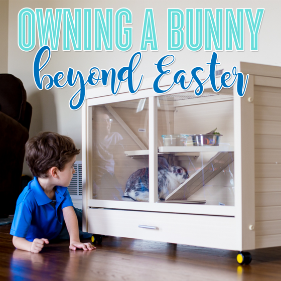 Owning A Bunny Beyond Easter 14 Daily Mom, Magazine For Families