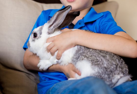 Owning A Bunny Beyond Easter 1 Daily Mom, Magazine For Families