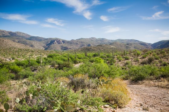 Spring Breakin' Arizona Style At Tanque Verde Ranch 6 Daily Mom, Magazine For Families