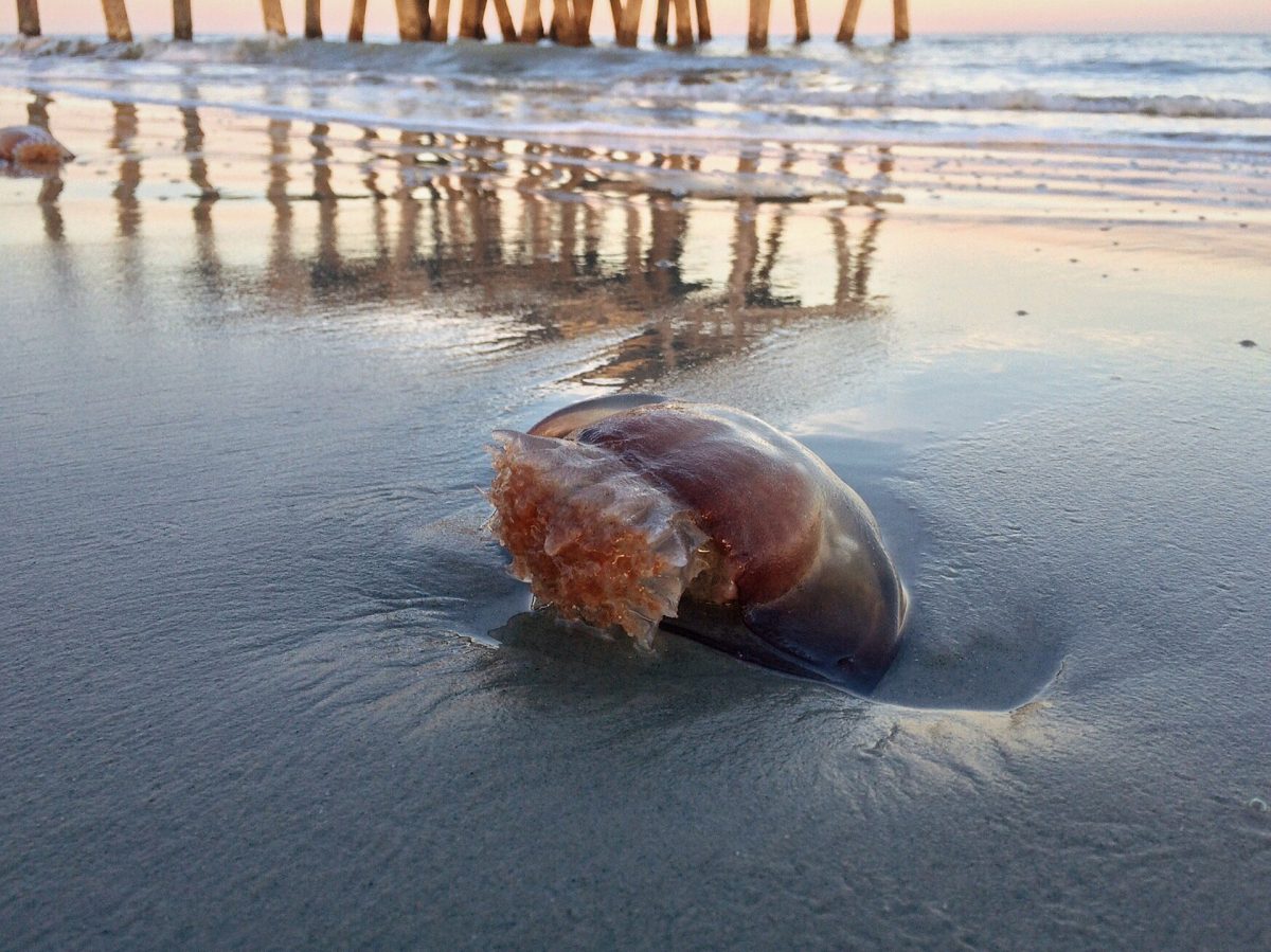 Beach Safety Tips While Having Fun In The Sand, Sun & Surf