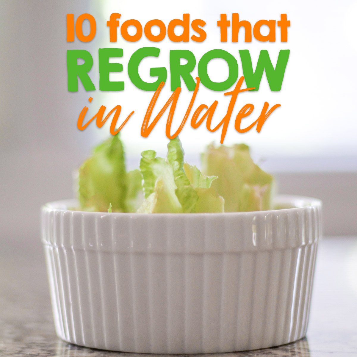 10 Foods You Can Regrow In Water 4 Daily Mom, Magazine For Families