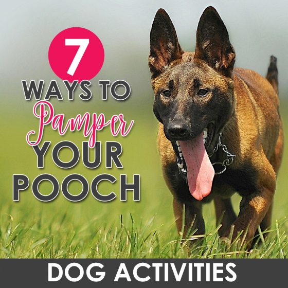 7 Ways To Pamper Your Pooch 1 Daily Mom, Magazine For Families