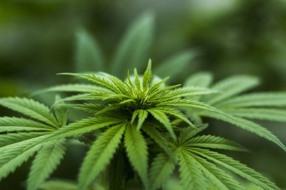 Legalization of Medical Marijuana and Parenting 6 Daily Mom, Magazine for Families Legalization Of Medical Marijuana And Parenting 6 Daily Mom, Magazine For Families