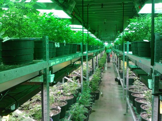 Legalization of Medical Marijuana and Parenting 4 Daily Mom, Magazine for Families Legalization Of Medical Marijuana And Parenting 4 Daily Mom, Magazine For Families