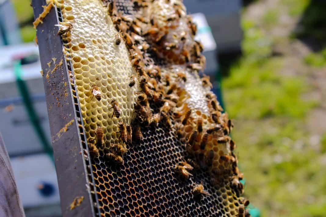 4 Critters You Should Stop Killing Now!