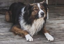 7 Ways To Pamper Your Pooch