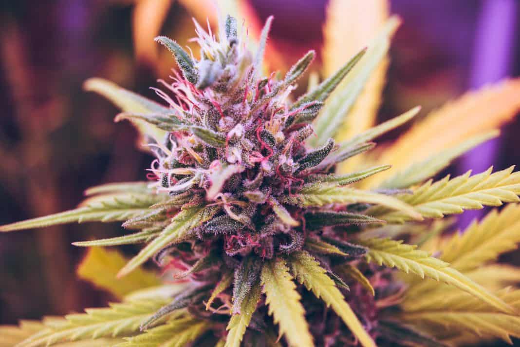 Legalization Of Medical Marijuana And Parenting Legalization Of Medical Marijuana And Parenting