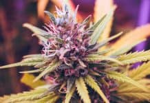 Legalization Of Medical Marijuana And Parenting