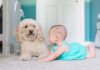 9 Activities To Enjoy With Your Baby And Dog
