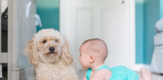 9 Activities To Enjoy With Your Baby And Dog