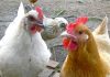 5 Benefits Of Raising Backyard Chickens