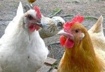 5 Benefits Of Raising Backyard Chickens