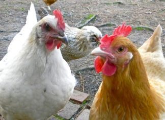 5 Benefits Of Raising Backyard Chickens